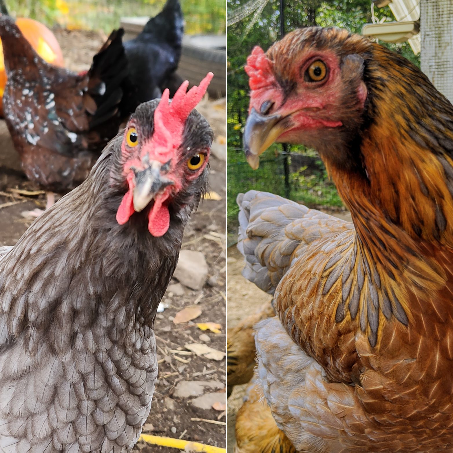 Free Range Organic Eggs - Image 2