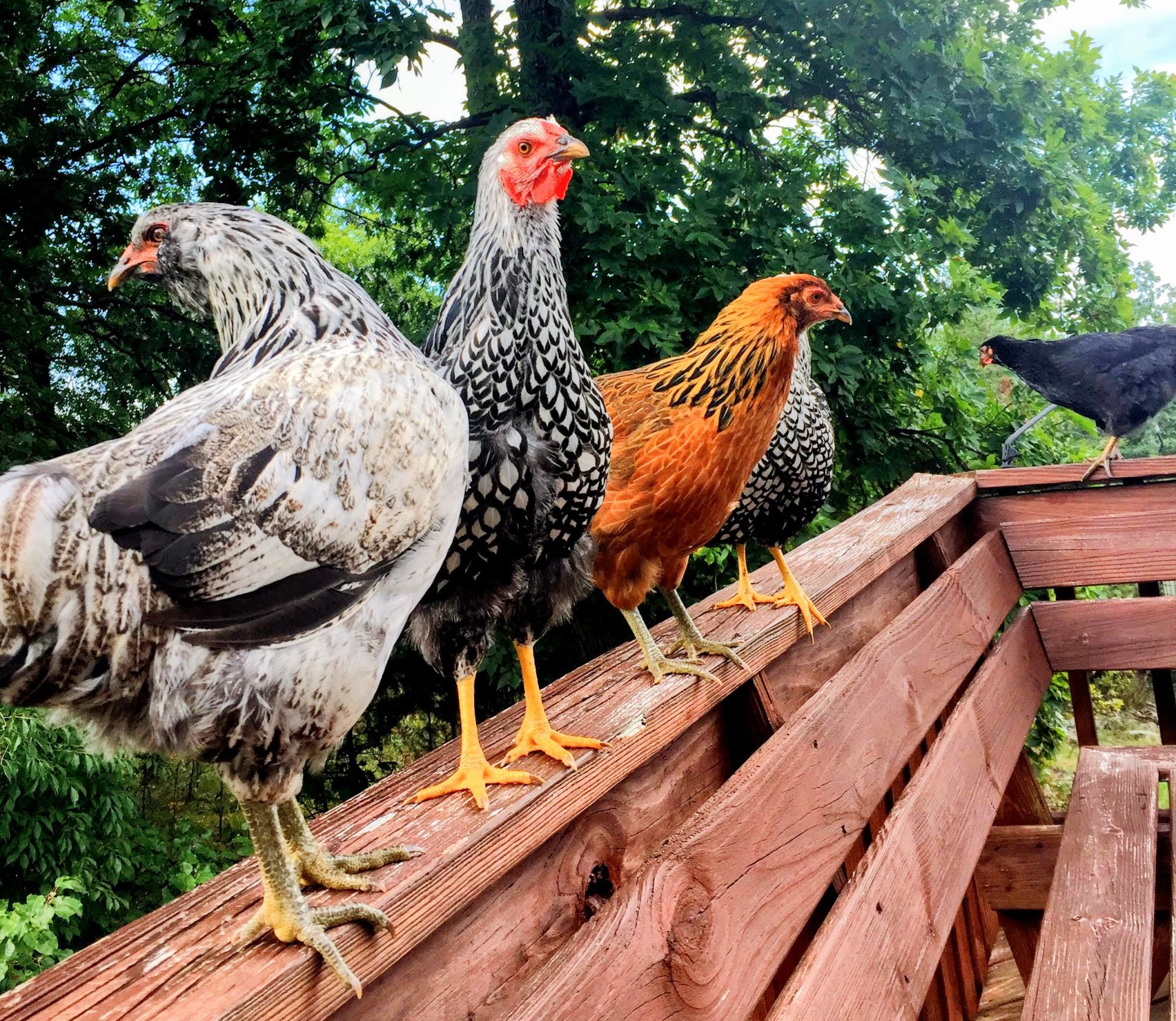 Free Range Organic Eggs - Image 3