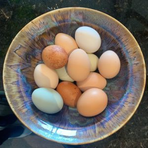 Free Range Organic Eggs